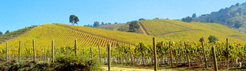 agriculture, viticulture