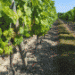 Viticulture